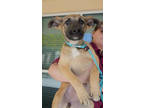 Adopt Jenny a Shepherd, Mixed Breed