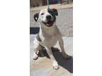 Adopt 241355 a Pit Bull Terrier