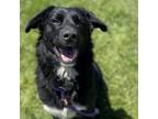 Adopt Zimba a Australian Shepherd, Black Labrador Retriever