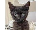 Adopt Bagheera a Domestic Medium Hair