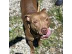 Adopt Nosey a Pit Bull Terrier