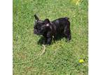 French Bulldog Puppy for sale in State College, PA, USA