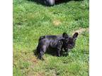French Bulldog Puppy for sale in State College, PA, USA