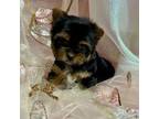 Yorkshire Terrier Puppy for sale in Montgomery, TX, USA