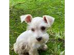 Schnauzer (Miniature) Puppy for sale in Decatur, TX, USA