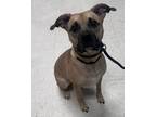 Adopt Rollo a Black Mouth Cur, Mixed Breed