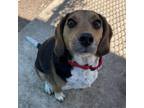 Adopt COPPER a Beagle