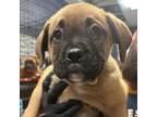 Adopt Moon pie a Mastiff