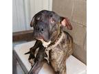 Adopt Douglas a Pit Bull Terrier, Mixed Breed