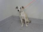 Adopt A170973 a German Shepherd Dog, Mixed Breed