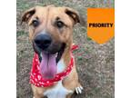 Adopt Zeus (ADOPTION FEE SPONSORED) a Mixed Breed