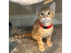 Adopt Lorax a Domestic Short Hair