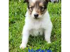 Shetland Sheepdog Puppy for sale in Orwell, OH, USA
