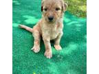 Mutt Puppy for sale in Canandaigua, NY, USA