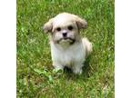 Mal-Shi Puppy for sale in Fredericksburg, VA, USA