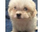 Mal-Shi Puppy for sale in Fredericksburg, VA, USA
