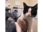 Adopt Bandit a Domestic Short Hair