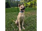 Adopt Snag a Mixed Breed