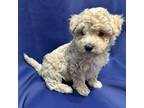 Maltipoo Puppy for sale in Thomasville, GA, USA