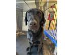 Adopt Banksy Bones a Labrador Retriever