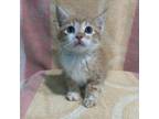 Adopt East Main Kitten 2 a Domestic Long Hair