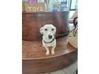 Adopt Marshall a Labrador Retriever, Beagle