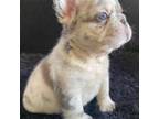 French Bulldog Puppy for sale in Miami, FL, USA