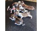 Ch bloodline litter on the way