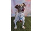 Adopt Chimvelo a Jack Russell Terrier