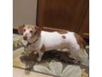 Adopt Bailey a Beagle, Basset Hound