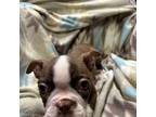 Boston Terrier Puppy for sale in Blanchard, OK, USA