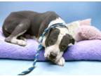 Adopt CUPID* a Pit Bull Terrier, Mixed Breed