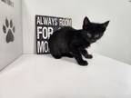 Adopt Sticker a Domestic Short Hair