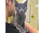 Adopt Sweeney (red collar) a Domestic Short Hair