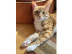 Adopt Levi a Domestic Short Hair, Tabby