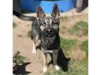 Adopt TUCKER a German Shepherd Dog, Mixed Breed