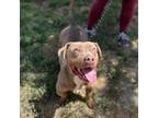 Adopt LOWELL a Staffordshire Bull Terrier, Mixed Breed