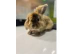 Adopt DREW a Bunny Rabbit
