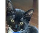 Adopt Stimpy a Domestic Short Hair