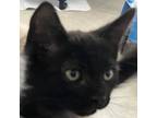 Adopt Sparrow a Domestic Short Hair