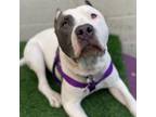 Adopt Fletch a Pit Bull Terrier