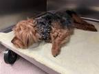 Adopt ARCHIE a Yorkshire Terrier