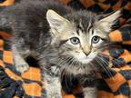 Adopt PERRY a Domestic Medium Hair