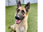 Adopt Bear a German Shepherd Dog