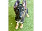 Adopt Bon Jovi a German Shepherd Dog