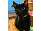 Adopt Spruce a Domestic Short Hair