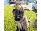 Adopt Oso a German Shepherd Dog
