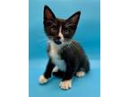 Adopt SCHROEDER a Domestic Short Hair