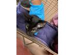 Adopt A1340696 a Domestic Short Hair