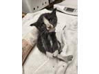 Adopt MARBLE a Domestic Short Hair